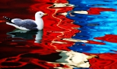Reflektion mit Möwe::die Formen und die starken Farben helfen die Komposition zu betonen.