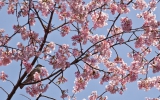 Shinjuku Gyoen Park