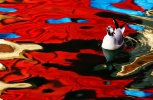 Reflektion mit Möwe, Venedig